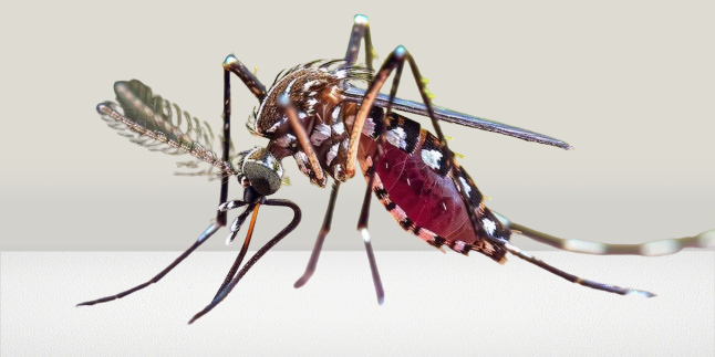 natural treatment for malaria